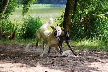 Hundebetreuung Friedrichshain 1